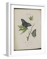 Album Donovan : an epitome of the natural history of insects in China-Edward Donovan-Framed Giclee Print