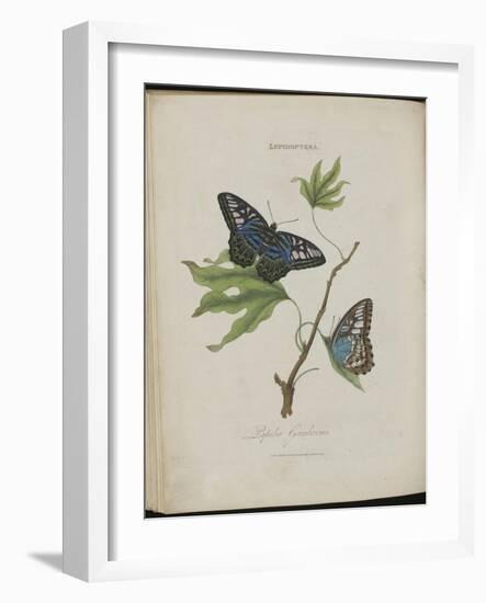 Album Donovan : an epitome of the natural history of insects in China-Edward Donovan-Framed Giclee Print