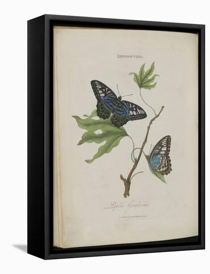 Album Donovan : an epitome of the natural history of insects in China-Edward Donovan-Framed Stretched Canvas