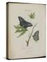 Album Donovan : an epitome of the natural history of insects in China-Edward Donovan-Stretched Canvas