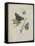 Album Donovan : an epitome of the natural history of insects in China-Edward Donovan-Framed Stretched Canvas