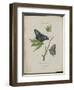 Album Donovan : an epitome of the natural history of insects in China-Edward Donovan-Framed Giclee Print