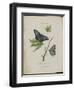 Album Donovan : an epitome of the natural history of insects in China-Edward Donovan-Framed Giclee Print