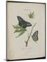 Album Donovan : an epitome of the natural history of insects in China-Edward Donovan-Mounted Giclee Print