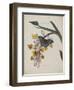 Album Donovan : an epitome of the natural history of insects in China-Edward Donovan-Framed Giclee Print