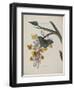 Album Donovan : an epitome of the natural history of insects in China-Edward Donovan-Framed Giclee Print