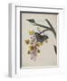 Album Donovan : an epitome of the natural history of insects in China-Edward Donovan-Framed Giclee Print