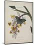 Album Donovan : an epitome of the natural history of insects in China-Edward Donovan-Mounted Giclee Print