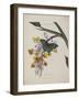 Album Donovan : an epitome of the natural history of insects in China-Edward Donovan-Framed Giclee Print