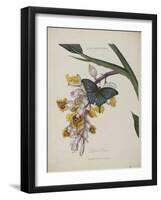 Album Donovan : an epitome of the natural history of insects in China-Edward Donovan-Framed Giclee Print