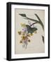 Album Donovan : an epitome of the natural history of insects in China-Edward Donovan-Framed Giclee Print