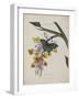 Album Donovan : an epitome of the natural history of insects in China-Edward Donovan-Framed Giclee Print