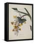 Album Donovan : an epitome of the natural history of insects in China-Edward Donovan-Framed Stretched Canvas