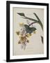 Album Donovan : an epitome of the natural history of insects in China-Edward Donovan-Framed Giclee Print