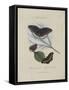 Album Donovan : an epitome of the natural history of insects in China-Edward Donovan-Framed Stretched Canvas