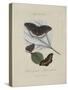 Album Donovan : an epitome of the natural history of insects in China-Edward Donovan-Stretched Canvas