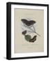 Album Donovan : an epitome of the natural history of insects in China-Edward Donovan-Framed Giclee Print