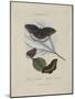 Album Donovan : an epitome of the natural history of insects in China-Edward Donovan-Mounted Giclee Print