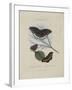 Album Donovan : an epitome of the natural history of insects in China-Edward Donovan-Framed Giclee Print