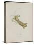 Album Donovan : an epitome of the natural history of insects in China-Edward Donovan-Stretched Canvas