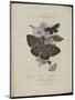 Album Donovan : an epitome of the natural history of insects in China-Edward Donovan-Mounted Giclee Print