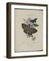 Album Donovan : an epitome of the natural history of insects in China-Edward Donovan-Framed Giclee Print