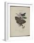 Album Donovan : an epitome of the natural history of insects in China-Edward Donovan-Framed Giclee Print