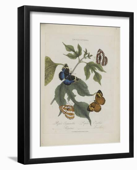 Album Donovan : an epitome of the natural history of insects in China-Edward Donovan-Framed Giclee Print