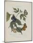 Album Donovan : an epitome of the natural history of insects in China-Edward Donovan-Mounted Giclee Print