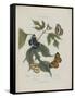 Album Donovan : an epitome of the natural history of insects in China-Edward Donovan-Framed Stretched Canvas