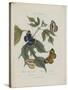Album Donovan : an epitome of the natural history of insects in China-Edward Donovan-Stretched Canvas