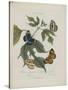 Album Donovan : an epitome of the natural history of insects in China-Edward Donovan-Stretched Canvas