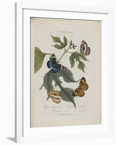 Album Donovan : an epitome of the natural history of insects in China-Edward Donovan-Framed Giclee Print