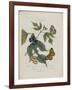 Album Donovan : an epitome of the natural history of insects in China-Edward Donovan-Framed Giclee Print