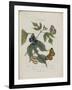 Album Donovan : an epitome of the natural history of insects in China-Edward Donovan-Framed Giclee Print