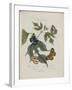 Album Donovan : an epitome of the natural history of insects in China-Edward Donovan-Framed Giclee Print