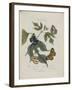 Album Donovan : an epitome of the natural history of insects in China-Edward Donovan-Framed Giclee Print