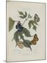 Album Donovan : an epitome of the natural history of insects in China-Edward Donovan-Mounted Giclee Print