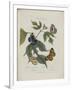 Album Donovan : an epitome of the natural history of insects in China-Edward Donovan-Framed Giclee Print