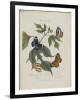 Album Donovan : an epitome of the natural history of insects in China-Edward Donovan-Framed Giclee Print