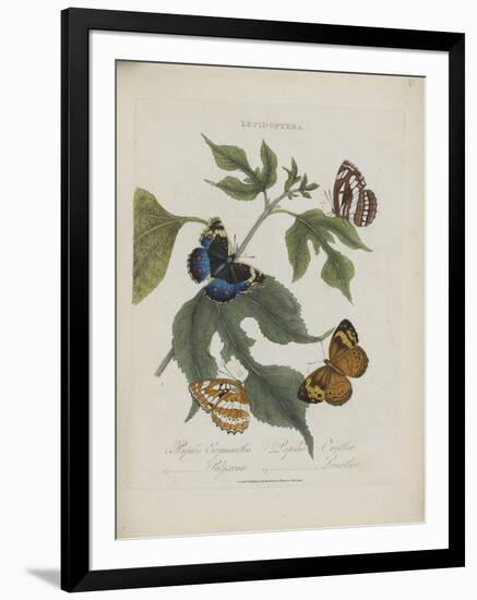 Album Donovan : an epitome of the natural history of insects in China-Edward Donovan-Framed Giclee Print