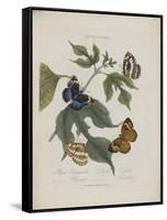 Album Donovan : an epitome of the natural history of insects in China-Edward Donovan-Framed Stretched Canvas