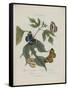 Album Donovan : an epitome of the natural history of insects in China-Edward Donovan-Framed Stretched Canvas