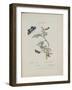 Album Donovan : an epitome of the natural history of insects in China-Edward Donovan-Framed Giclee Print