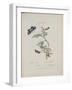 Album Donovan : an epitome of the natural history of insects in China-Edward Donovan-Framed Giclee Print