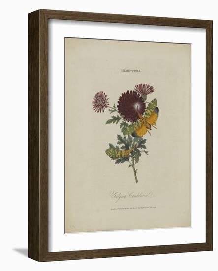 Album Donovan : an epitome of the natural history of insects in China-Edward Donovan-Framed Giclee Print