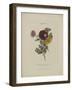 Album Donovan : an epitome of the natural history of insects in China-Edward Donovan-Framed Giclee Print