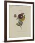 Album Donovan : an epitome of the natural history of insects in China-Edward Donovan-Framed Giclee Print