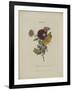 Album Donovan : an epitome of the natural history of insects in China-Edward Donovan-Framed Giclee Print