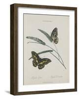 Album Donovan : an epitome of the natural history of insects in China-Edward Donovan-Framed Giclee Print